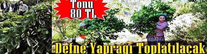 Orman İşletme Boğazköy’de Defne Yaprağı İçin Eleman Arıyor!!