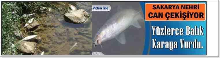 Geyve’de Balık Ölümleri Çoğaldı Yüzlerce Balık Karaya Vurdu!