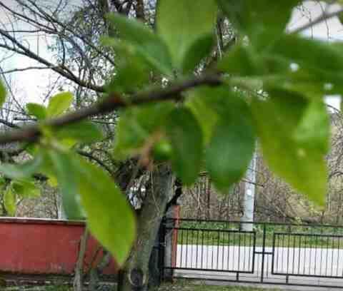 Kışlaçay Mahallesin’de Erik Ağacı Çiçekten Sonra Meyve Verdi!