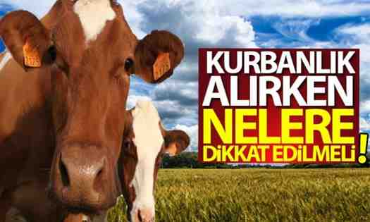 Horoz Veya Tavuk Nezredilmesi Buyukbas Hayvan Kurbaninda Hisse Esitligi Darusselam Islami Ilim Ve Fikir Portali