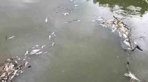 Sakarya Nehri’ndeki balık ölümleri