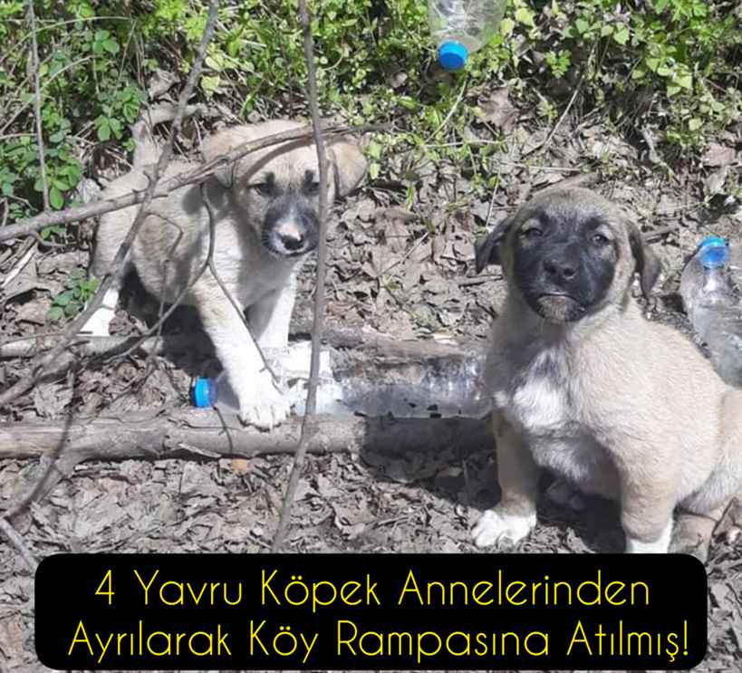 4 Yavru Köpek Annelerinden Ayrılarak Köy Rampasına Atılmış!