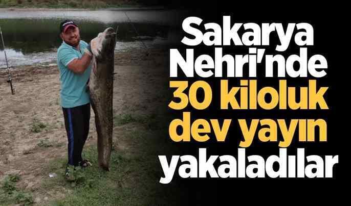Sakarya Nehri’nde 30 kiloluk dev yayın yakaladılar.