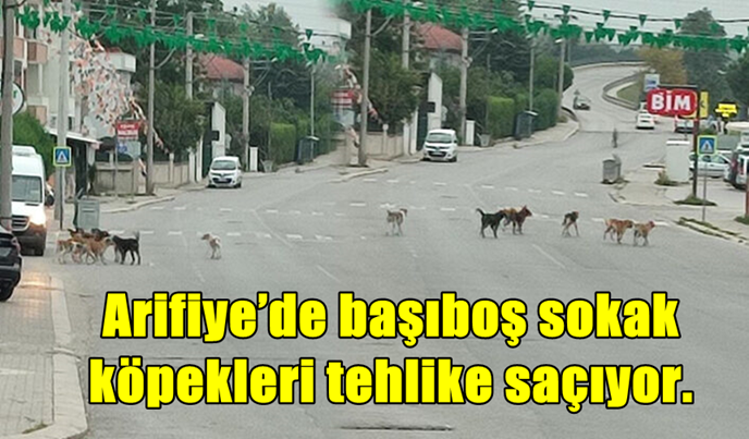 Arifiye’de başıboş sokak köpekleri tehlike saçıyor.