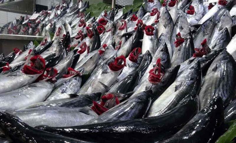 Karadenizde balıkçılar 10 bin kasa palamut yakaladı.