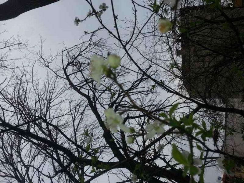 Kışlaçay da Ne Nisan Ne Mayıs Şubat ta Erikler Çiçek Açtı!